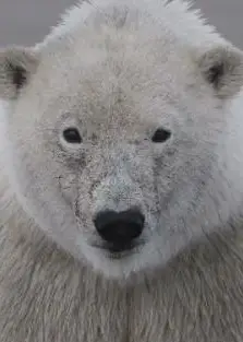 商业机密：北极熊贸易黑幕