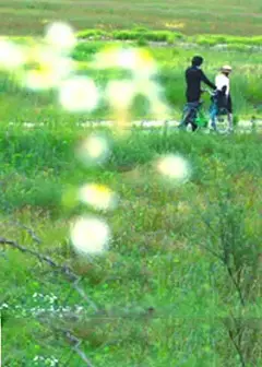 牵牛花