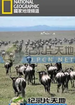 动物大迁徙