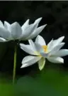 擺渡：台東慈濟人的故事