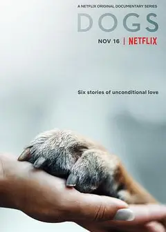 爱犬情深第二季
