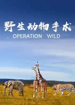野生动物手术