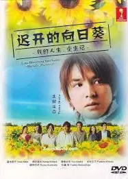 迟开的向日葵