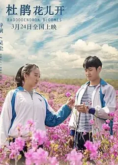 杜鹃花儿开
