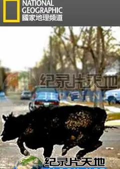 动物大暴走