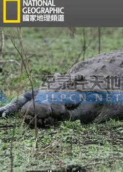 鳄鱼短片：鳄鱼的黑暗面