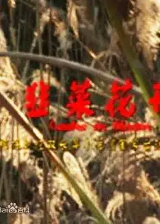 韭菜花开