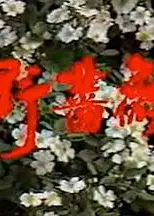 野蔷薇