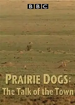 BBC自然世界.语言大师草原犬鼠