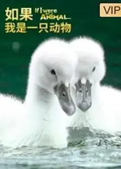 如果我是一只动物