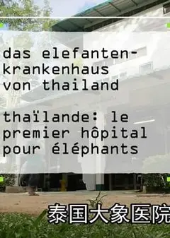 泰国大象医院