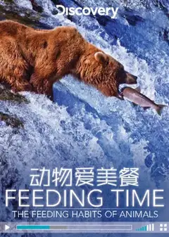 动物爱美餐