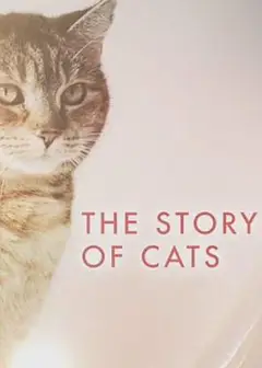 猫科动物的故事