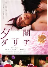 黄昏大丽花