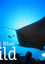 无垠的狂野蓝海第二季