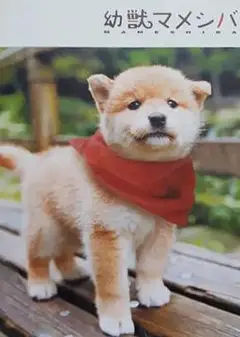 豆柴小犬