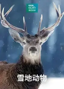 雪地动物