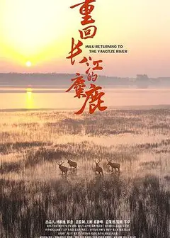 重回长江的麋鹿