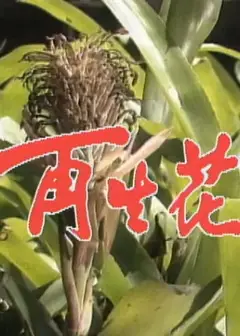 再生花1990