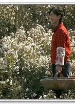 山菊