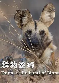 群狗逐狮