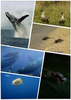 野性夏威夷