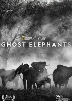 追寻幽灵大象