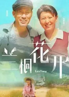 兰桐花开