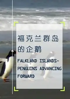 企鹅之岛：福克兰