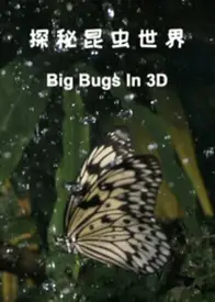 探秘昆虫世界
