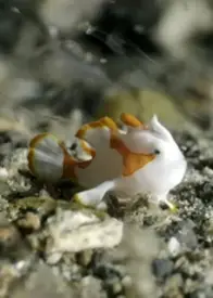 纪录片：海底世界