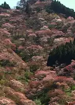 乡愁：浪漫樱花