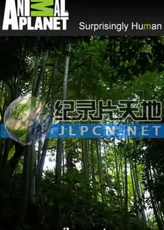 竹子开花的恶兆