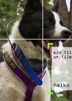 内华达搜熊犬