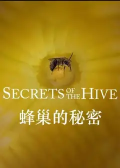 蜂巢的秘密