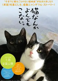 为什么猫都叫不来