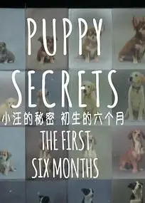 小汪的秘密
