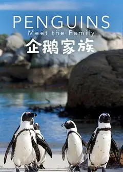 企鹅家族