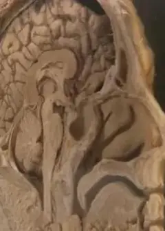 追踪人性之恶